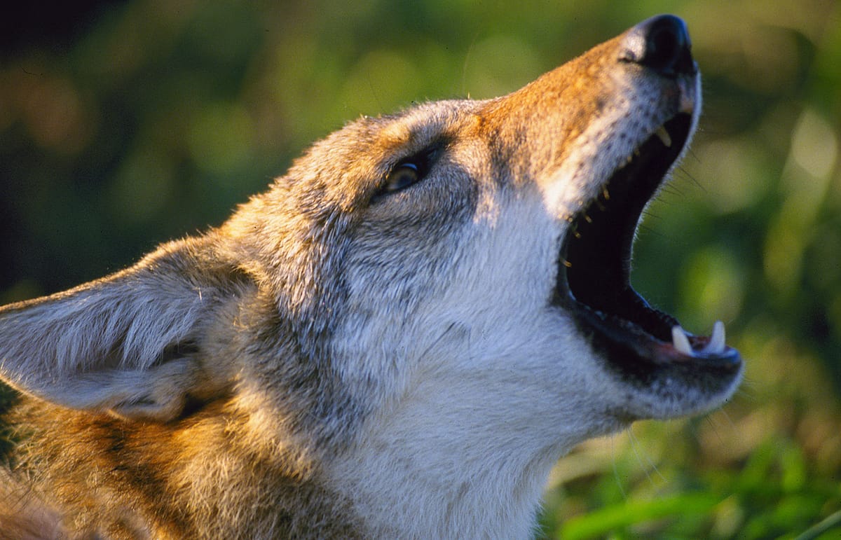 Coyotes sightings on the rise now that it's breeding season